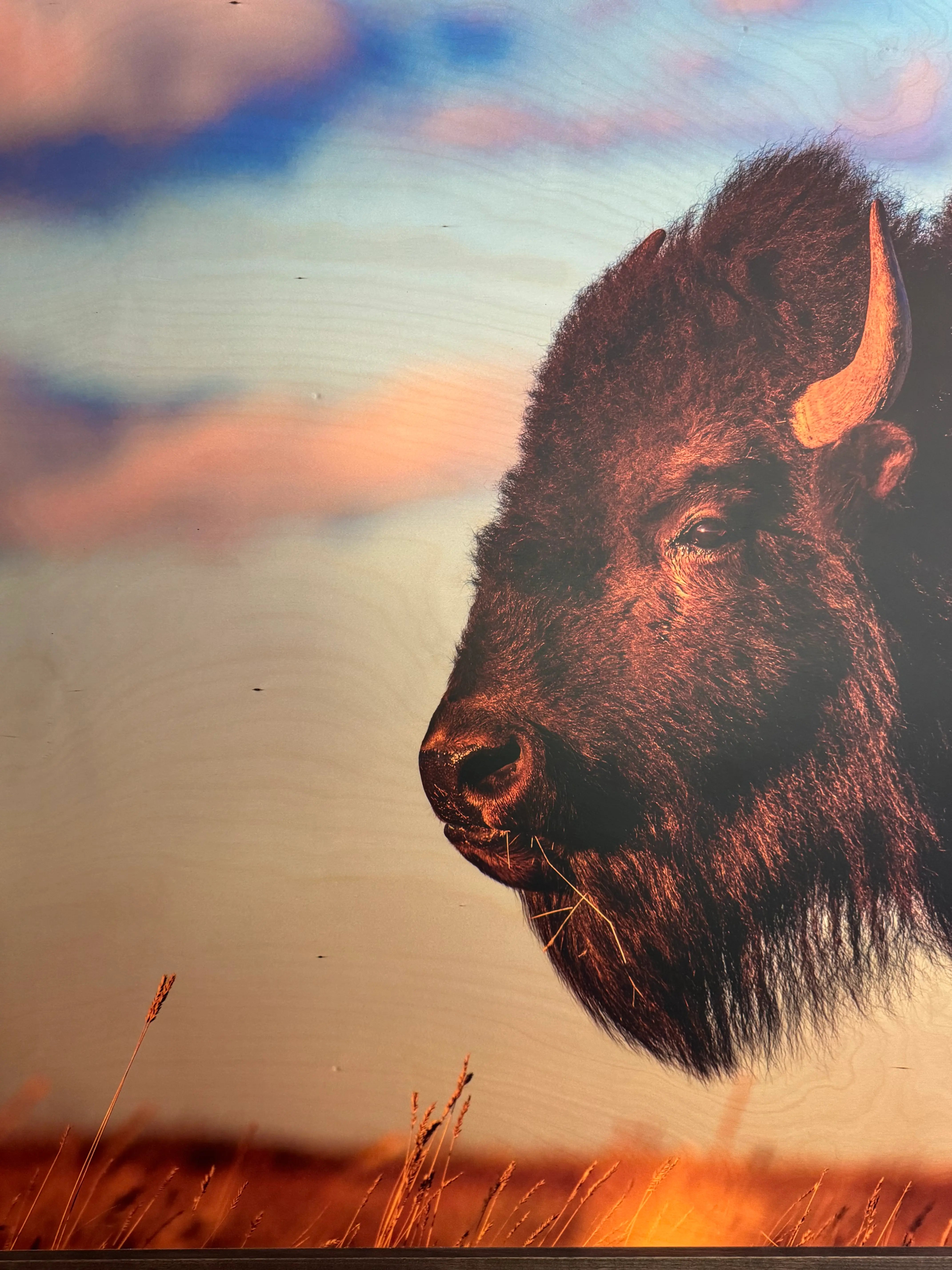 Wildlife print on natural material: wood grain and bison portrait